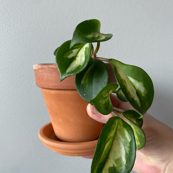 Hoya Carnosa Variegata in 4” Terra Cotta Pot - Picture 3 of 4